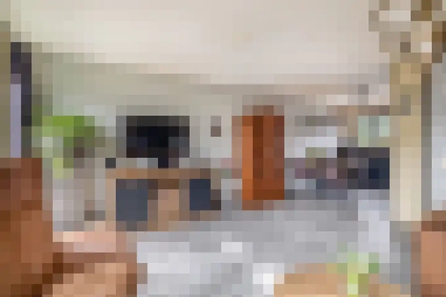Pelmolenerf 16 Gouda thumbnail 12