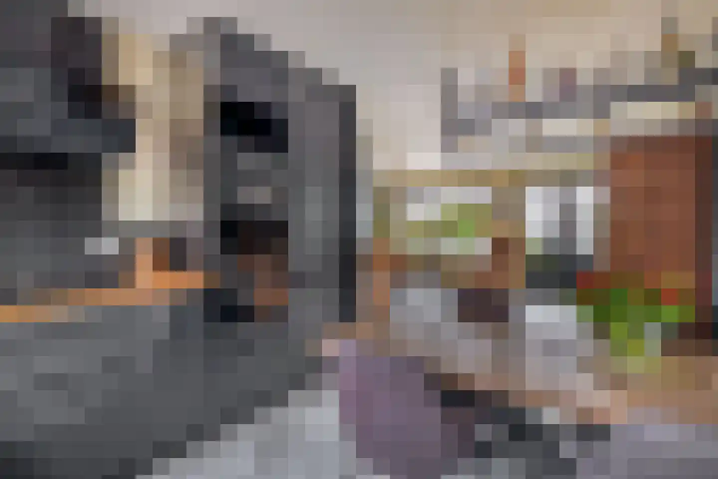 Pelmolenerf 16 Gouda thumbnail 15