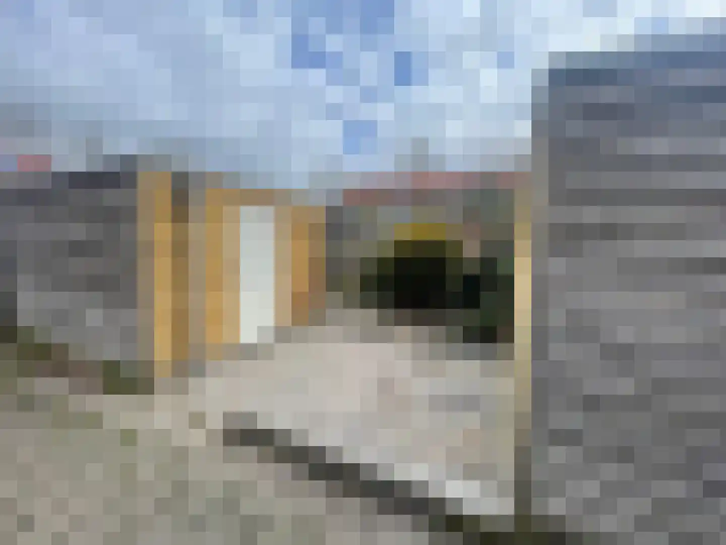 Penhoren 4 Swifterbant thumbnail 37