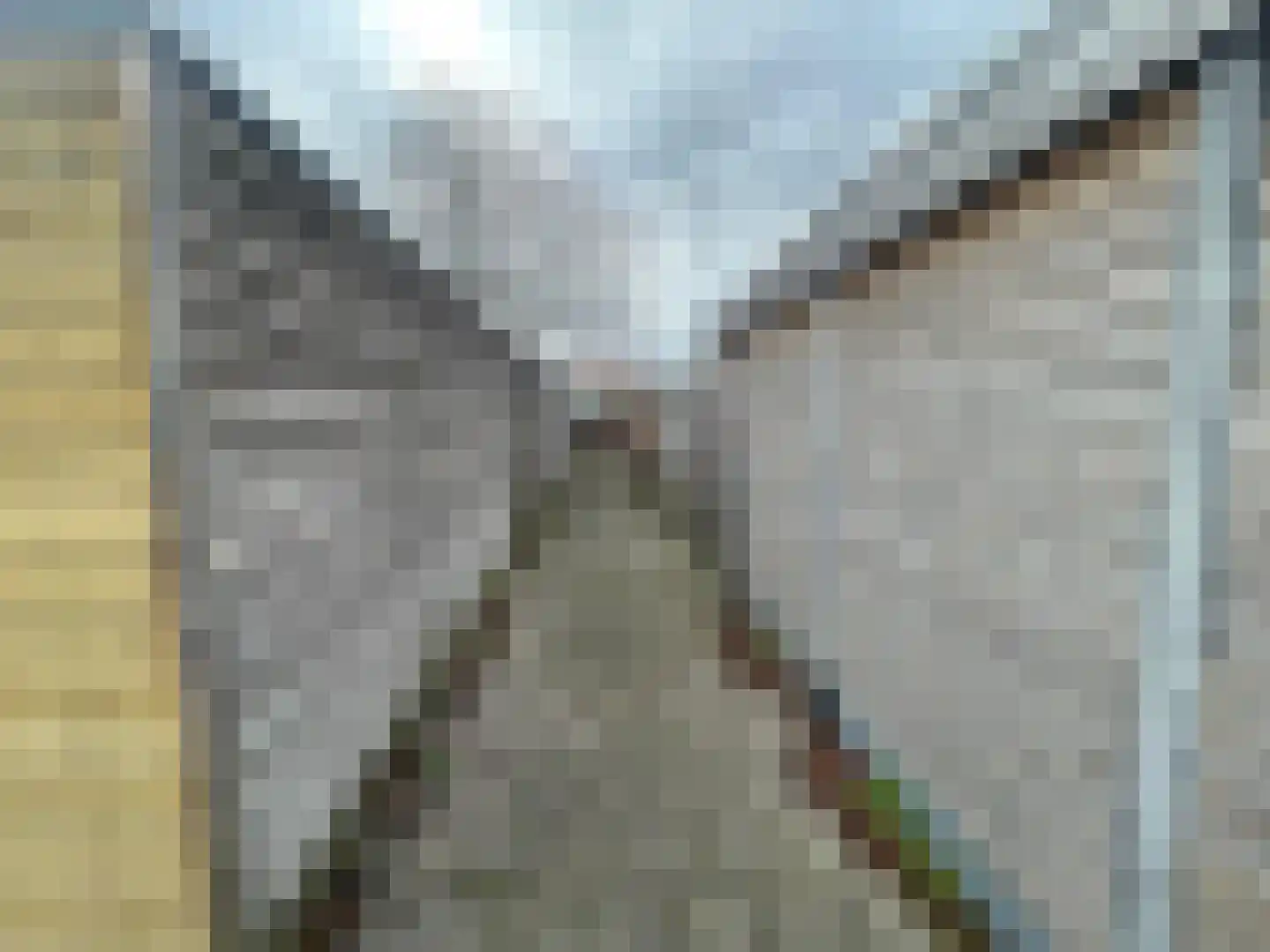 Penhoren 4 Swifterbant thumbnail 39
