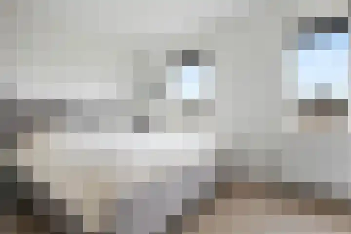 Penningkruid 1 Meerstad thumbnail 18