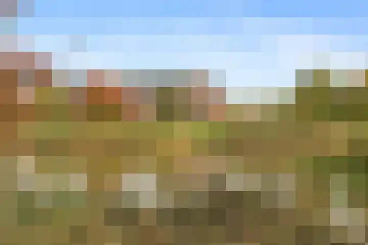 Penningkruid 1 Meerstad thumbnail 44