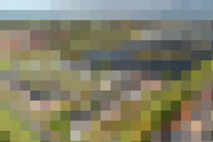 Penningkruid 1 Meerstad thumbnail 47