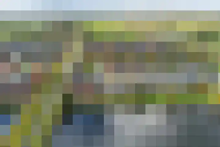 Penningkruid 1 Meerstad thumbnail 48