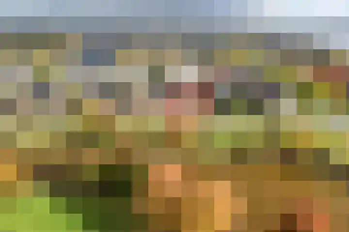 Penningkruid 1 Meerstad thumbnail 5