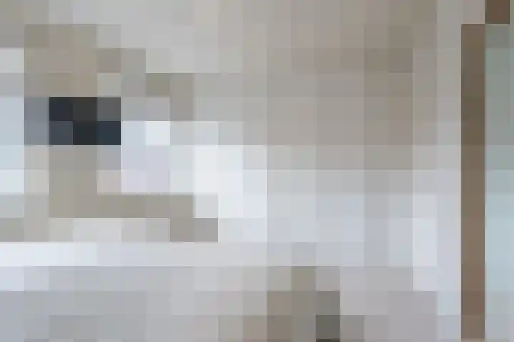 Penningkruid 10 Bodegraven thumbnail 28