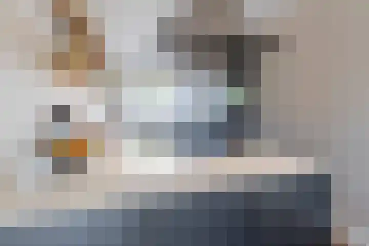 Penningkruid 10 Bodegraven thumbnail 4