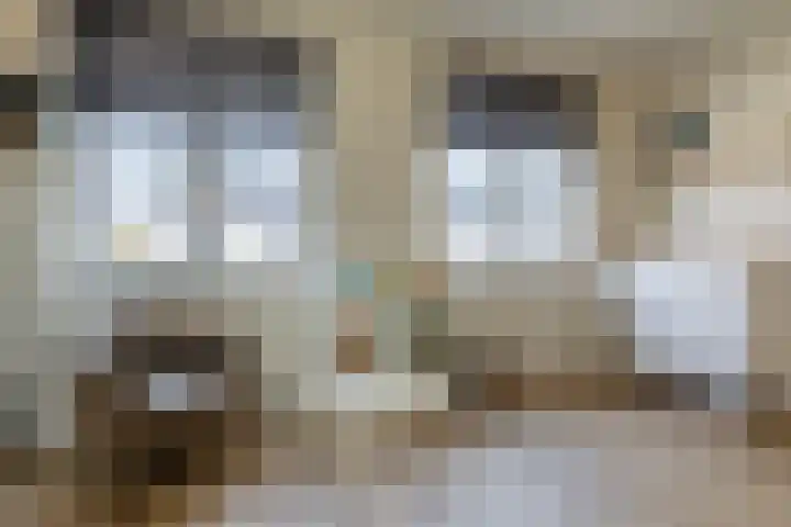 Penningkruid 10 Bodegraven thumbnail 40