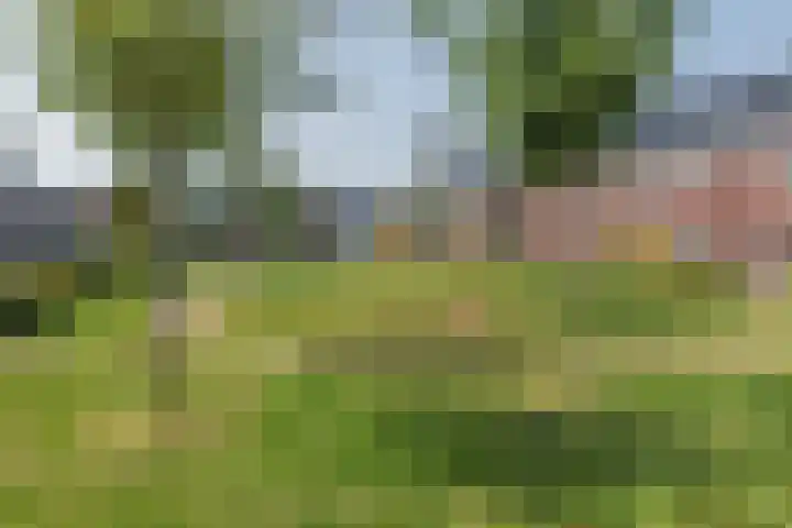 Penningkruid 10 Bodegraven thumbnail 59