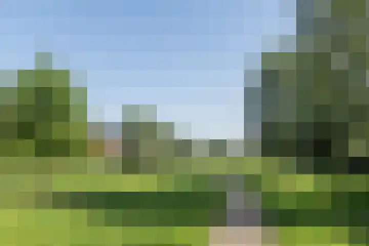 Penningkruid 10 Bodegraven thumbnail 61