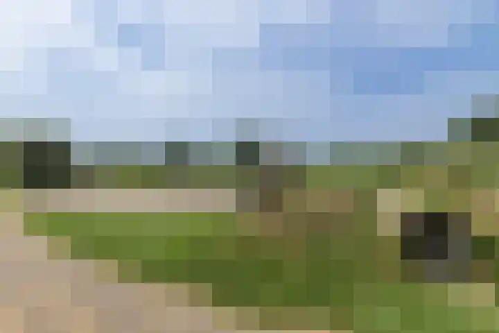 Penningkruid 10 Bodegraven thumbnail 64