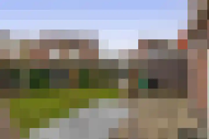 Penningkruid 11 Tegelen thumbnail 16