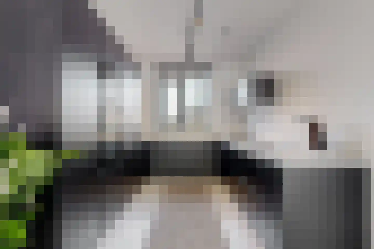 Penningkruid 111 Bodegraven thumbnail 13
