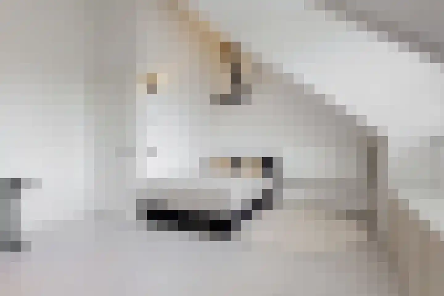 Penningkruid 111 Bodegraven thumbnail 31