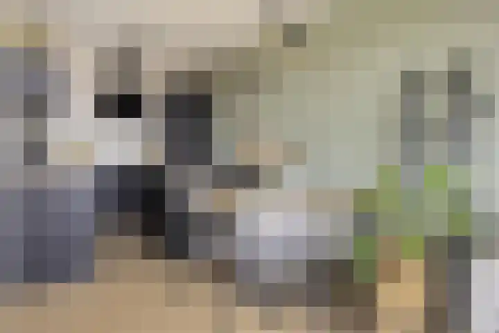 Penningkruid 12 Kampen thumbnail 6