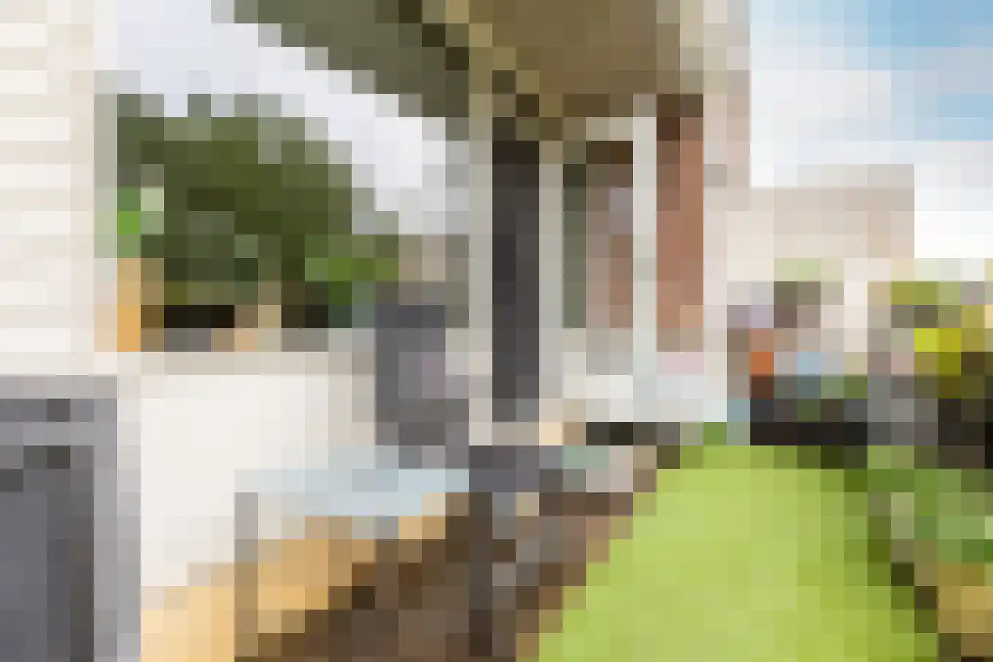 Penningkruid 13 Nieuwerkerk aan den IJssel thumbnail 17