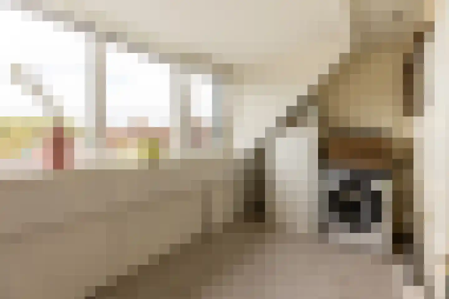 Penningkruid 13 Nieuwerkerk aan den IJssel thumbnail 34