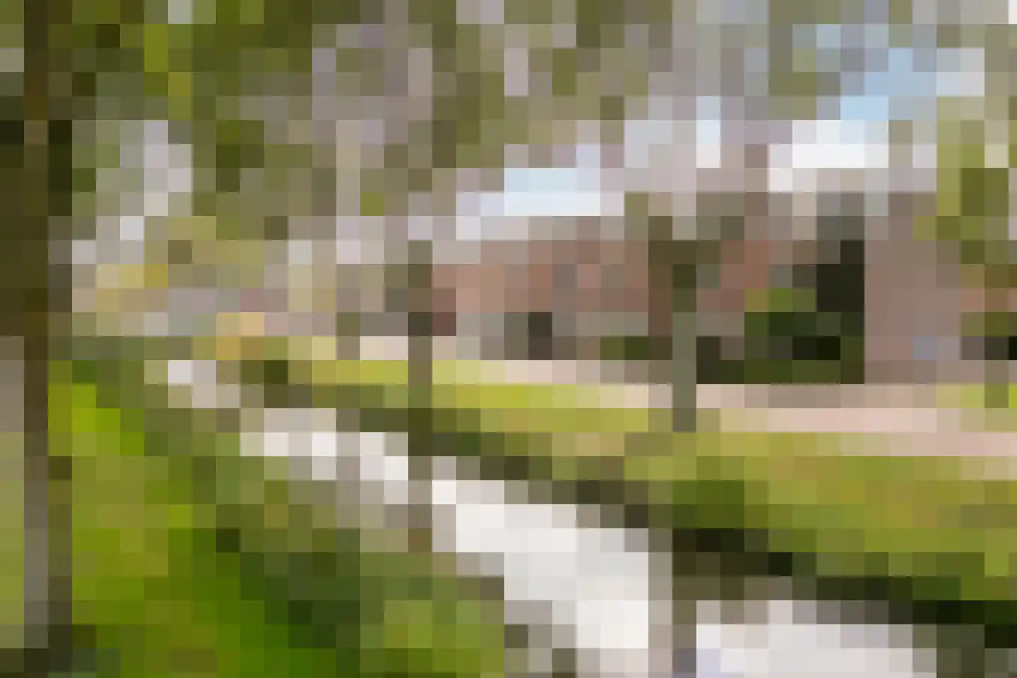 Penningkruid 13 Nieuwerkerk aan den IJssel thumbnail 41