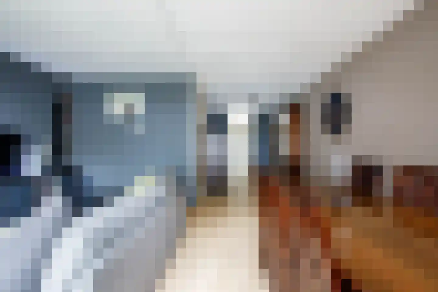 Penningkruid 15 Nieuwerkerk aan den IJssel thumbnail 10