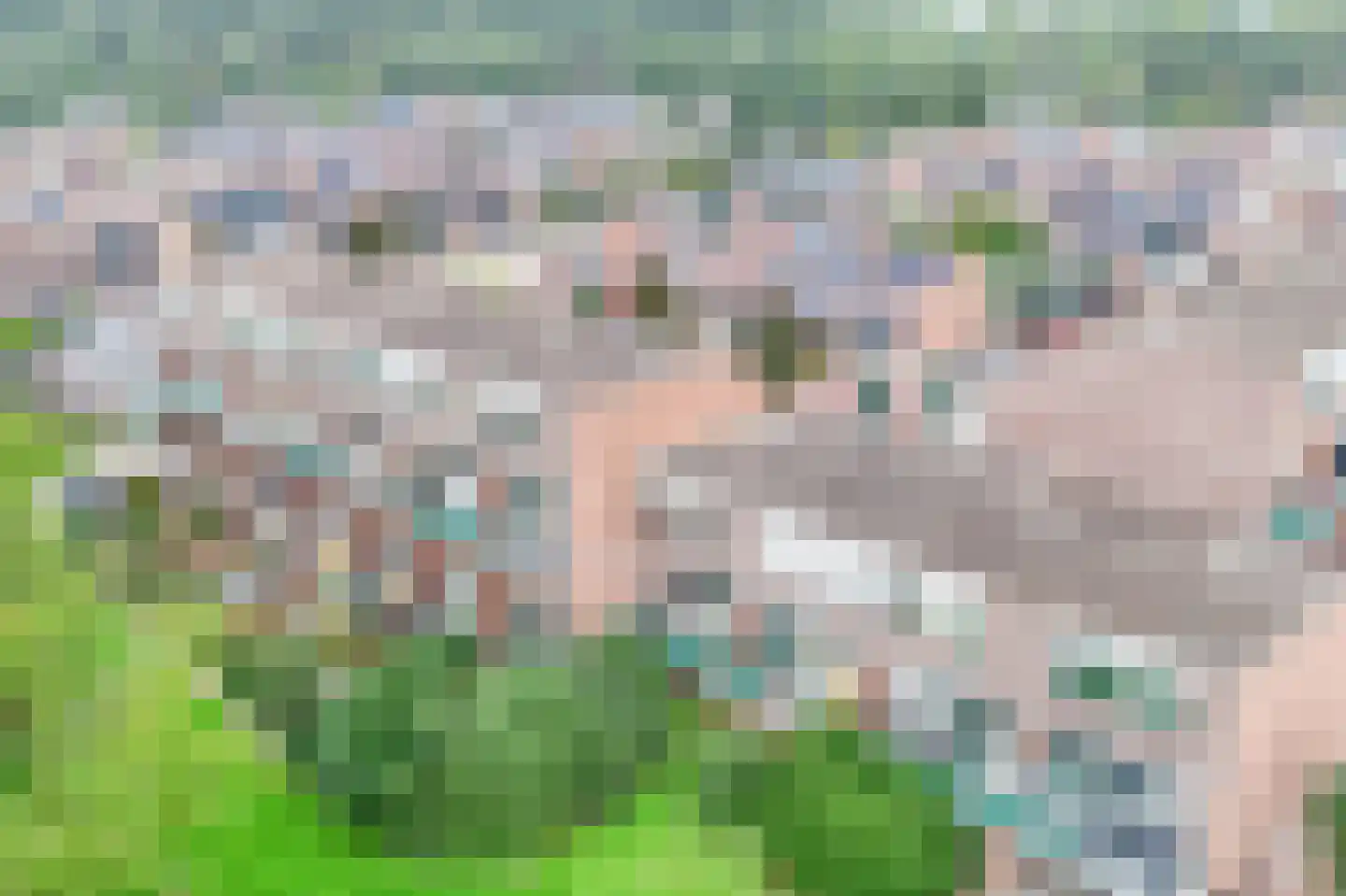 Penningkruid 15 Nieuwerkerk aan den IJssel thumbnail 38