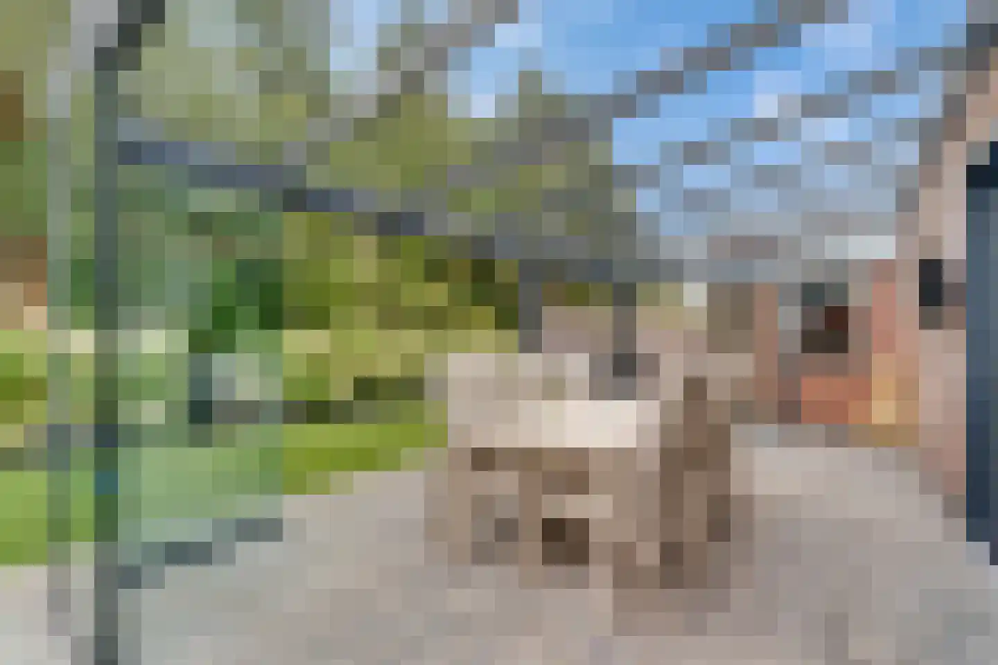 Penningkruid 16 Vroomshoop thumbnail 15