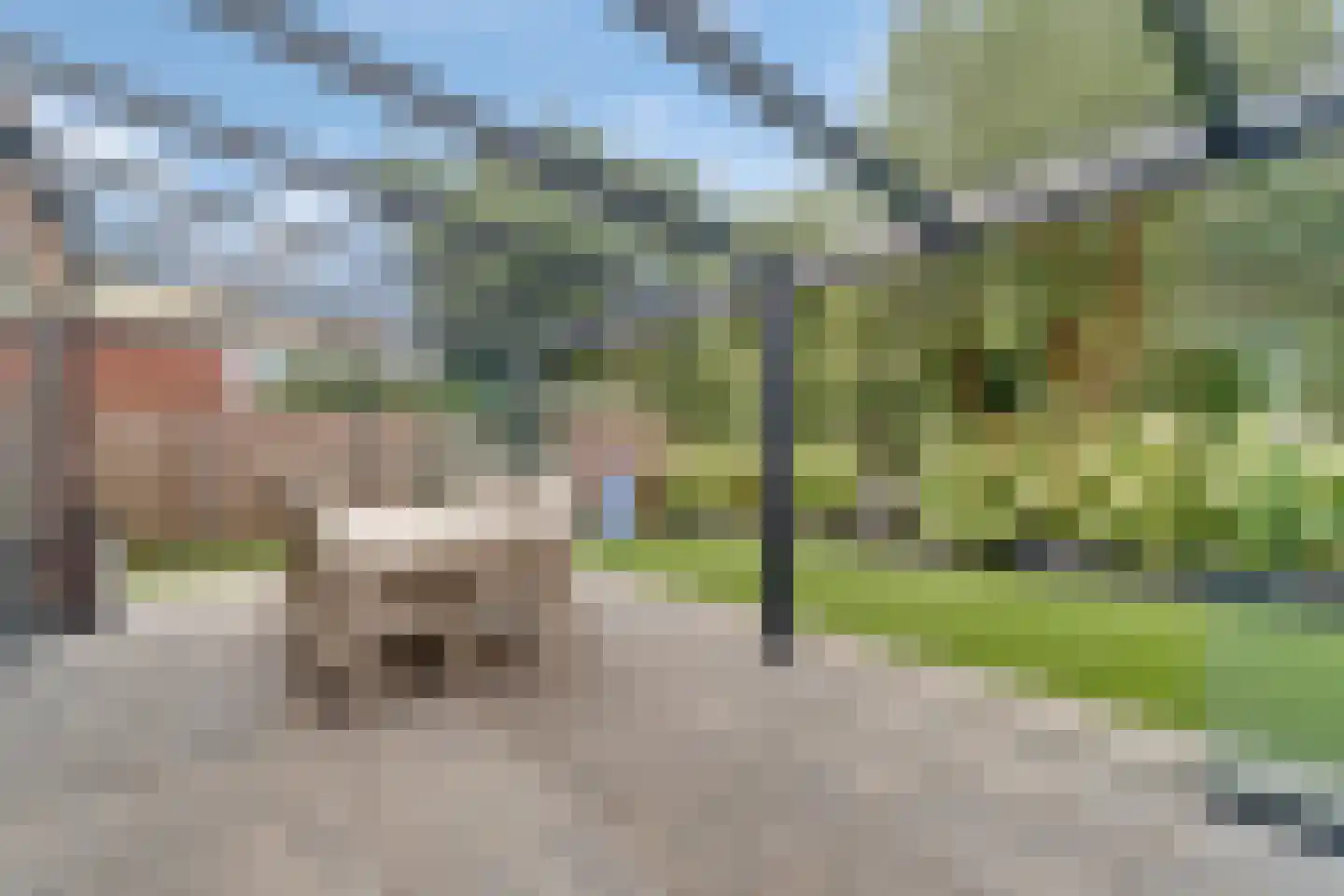 Penningkruid 16 Vroomshoop thumbnail 16