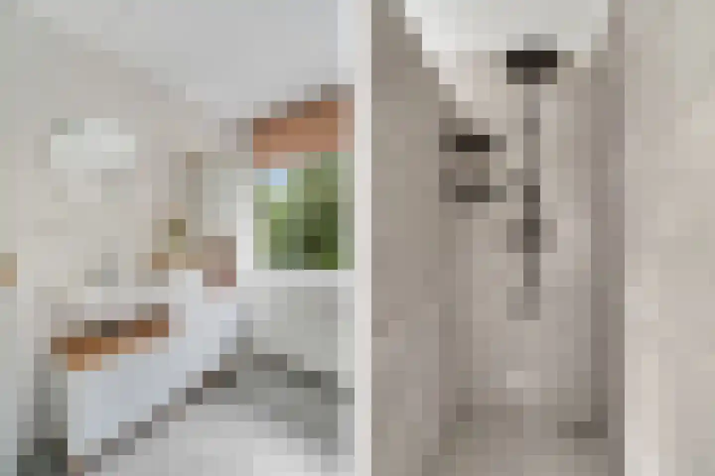 Penningkruid 16 Vroomshoop thumbnail 26