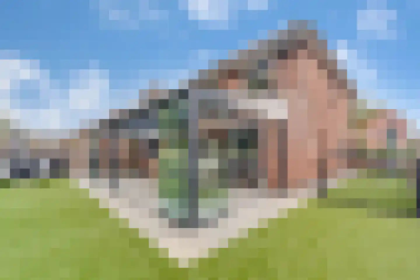 Penningkruid 16 Vroomshoop thumbnail 38