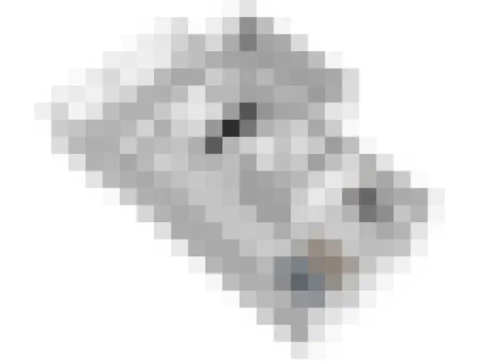 Penningkruid 16 Vroomshoop thumbnail 43