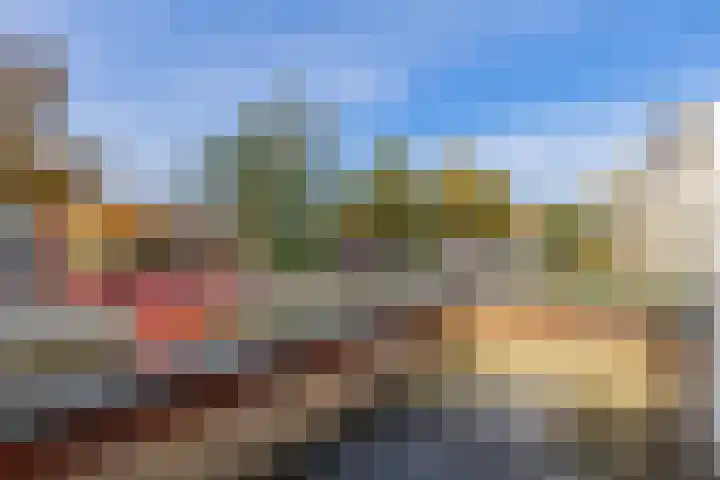 Penningkruid 2 Tegelen thumbnail 16