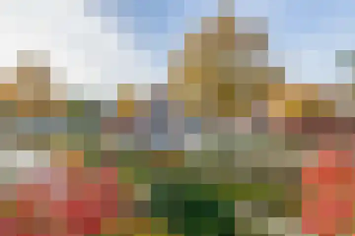 Penningkruid 2 Tegelen thumbnail 17