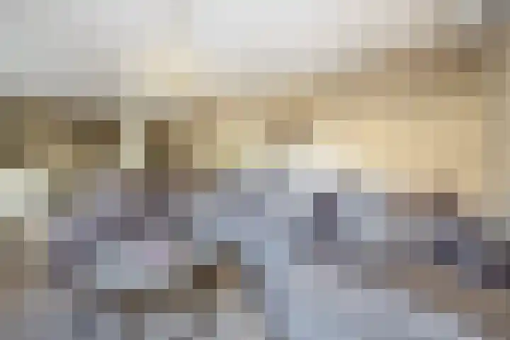 Penningkruid 2 Tegelen thumbnail 5