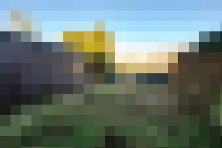 Penningkruid 2 Vroomshoop thumbnail 13