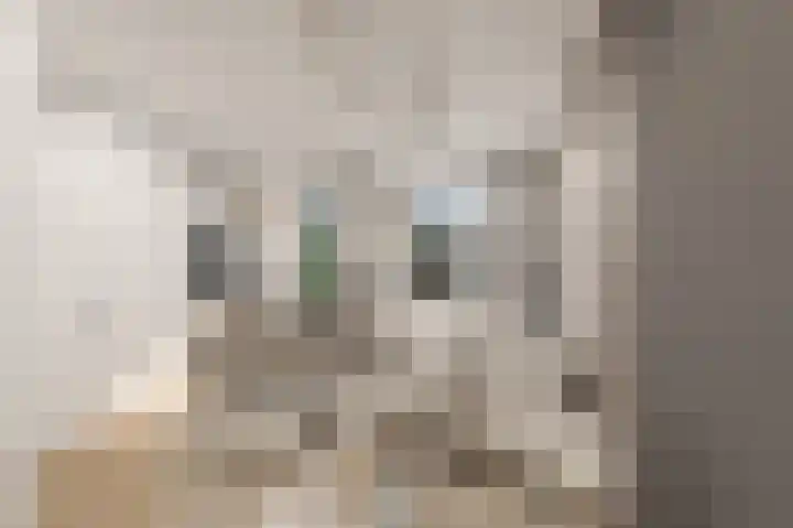 Penningkruid 2 Vroomshoop thumbnail 4