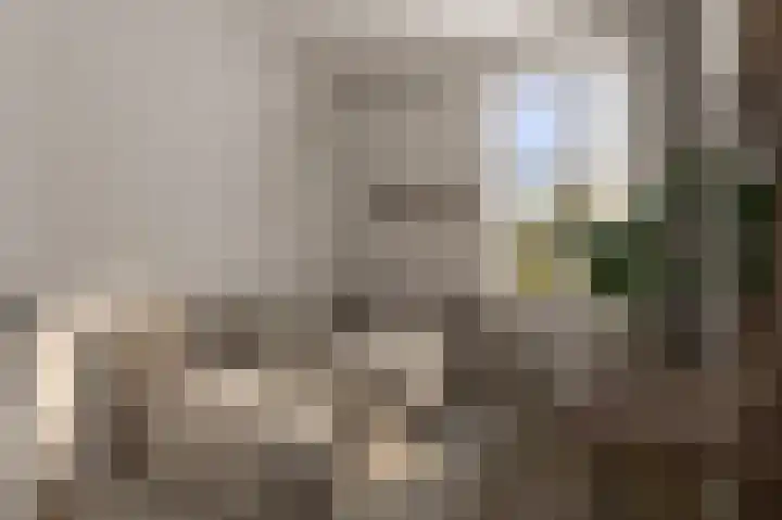 Penningkruid 2 Vroomshoop thumbnail 7