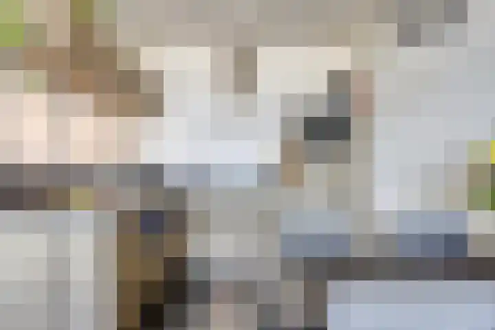 Penningkruid 24 Kampen thumbnail 8