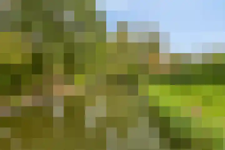 Penningkruid 25 Purmerend thumbnail 38