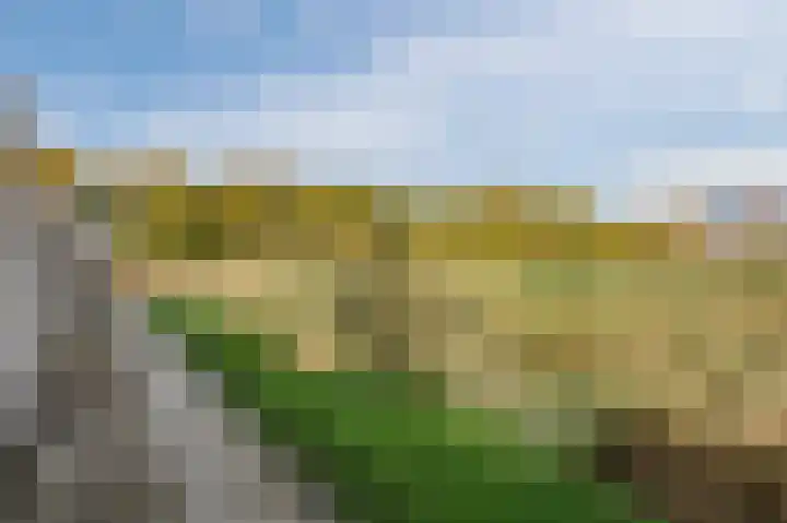 Penningkruid 27 Bodegraven thumbnail 45