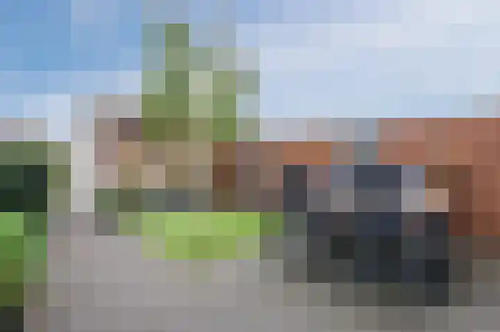 Penningkruid 27 Bodegraven thumbnail 5