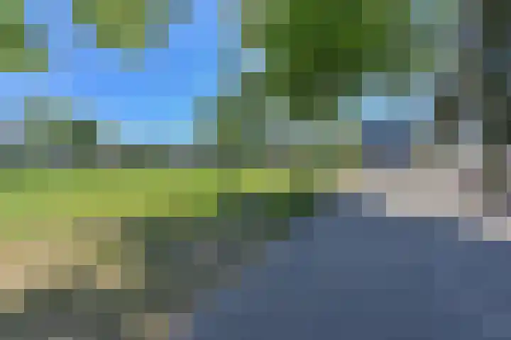 Penningkruid 39 Kampen thumbnail 45