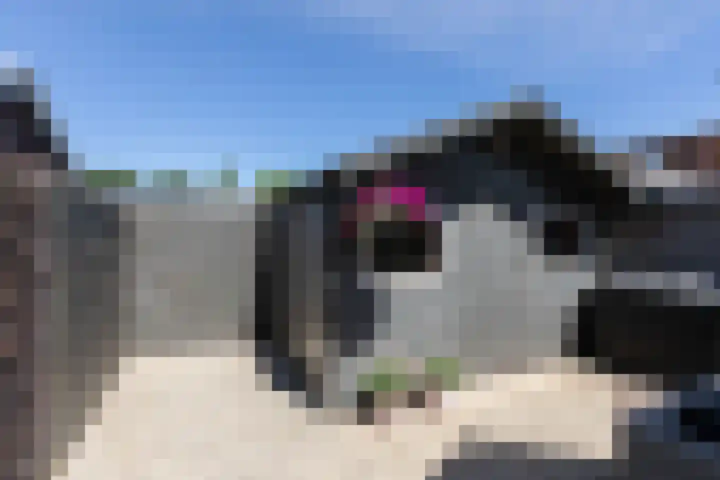 Penningkruid 39 Sneek thumbnail 34