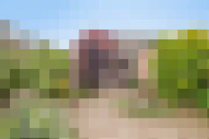 Penningkruid 41 Kampen thumbnail 4
