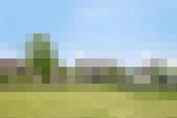Penningkruid 41 Kampen thumbnail 41