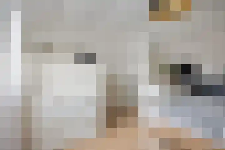 Penningkruid 44 Asten thumbnail 27