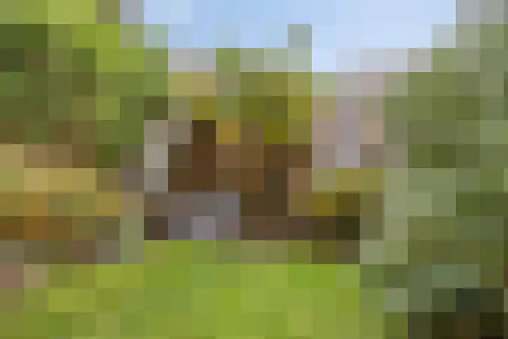 Penningkruid 44 Asten thumbnail 34