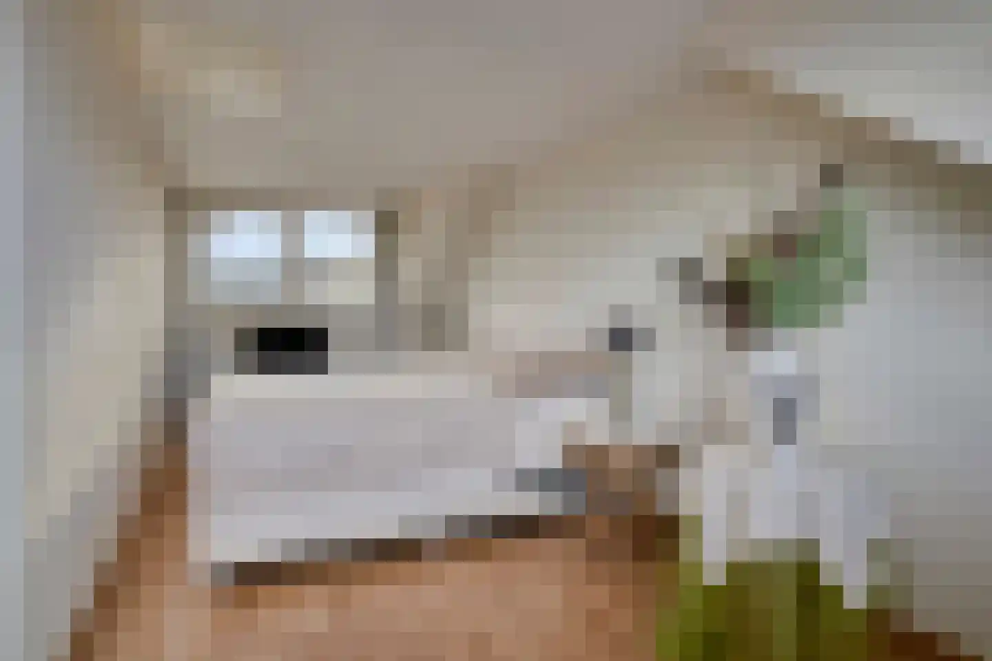 Penningkruid 48 Cuijk thumbnail 31