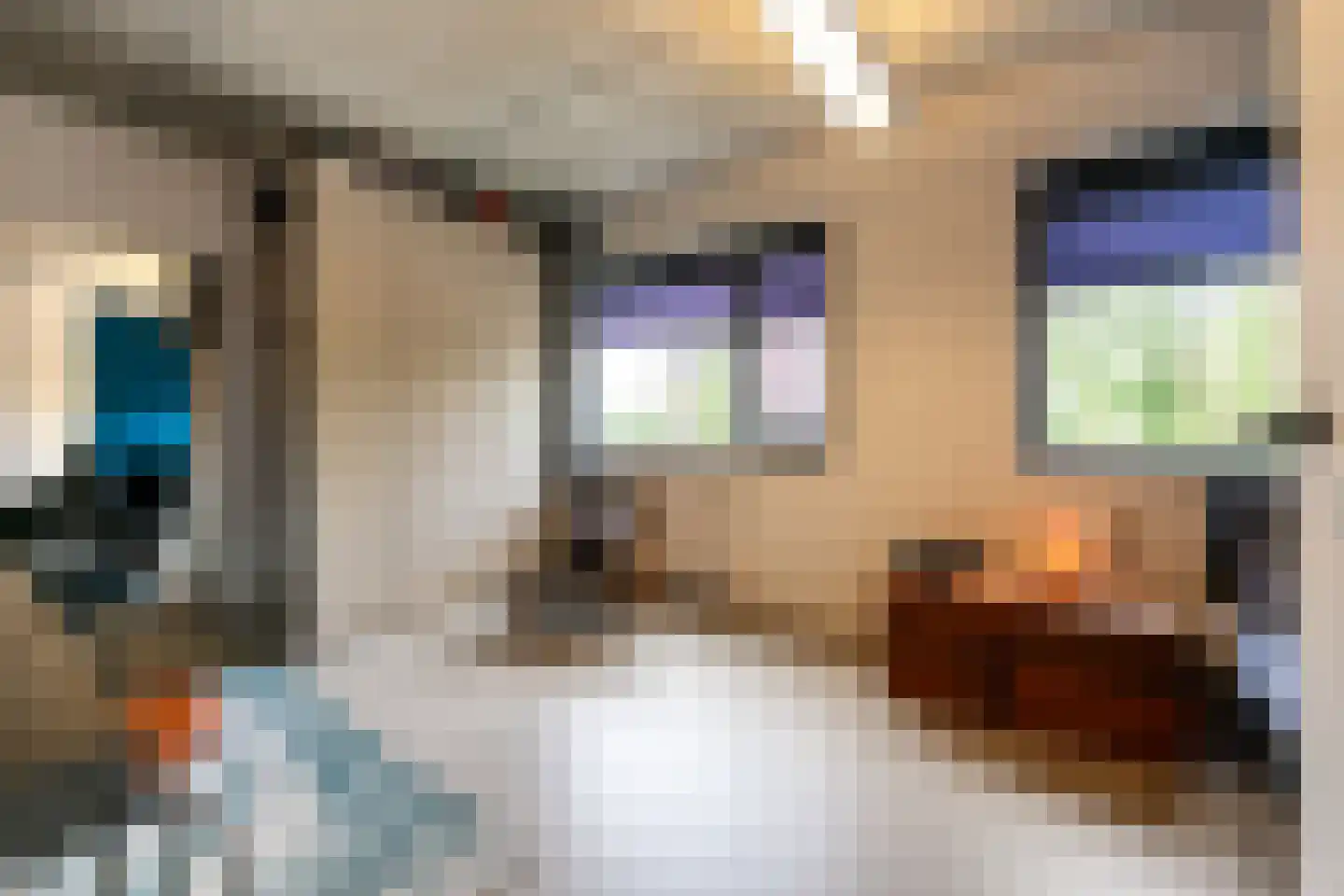 Penningkruid 5 Berghem thumbnail 17