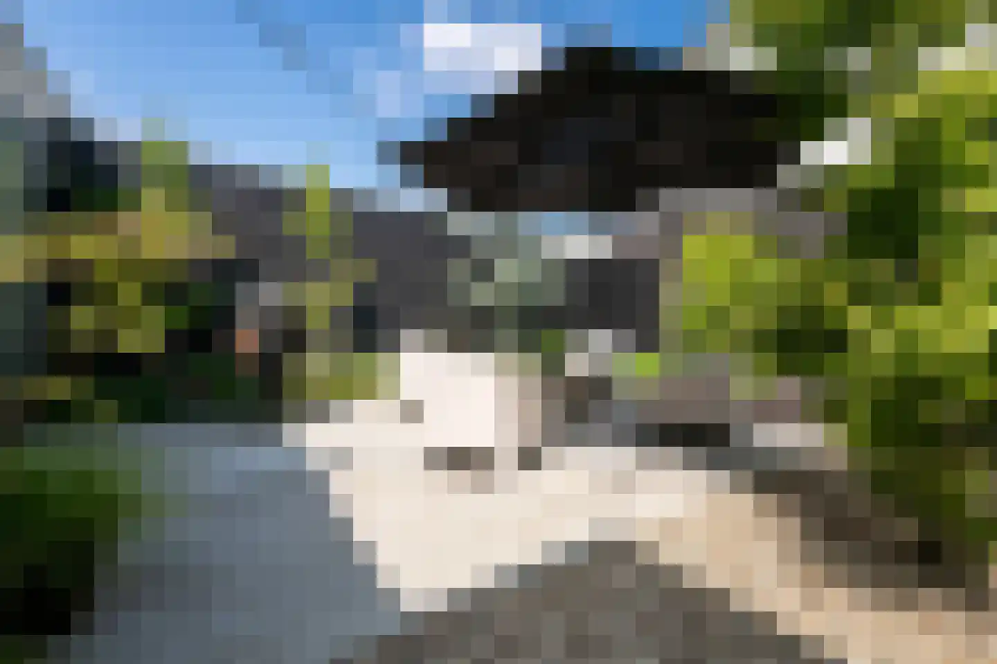 Penningkruid 5 Berghem thumbnail 25