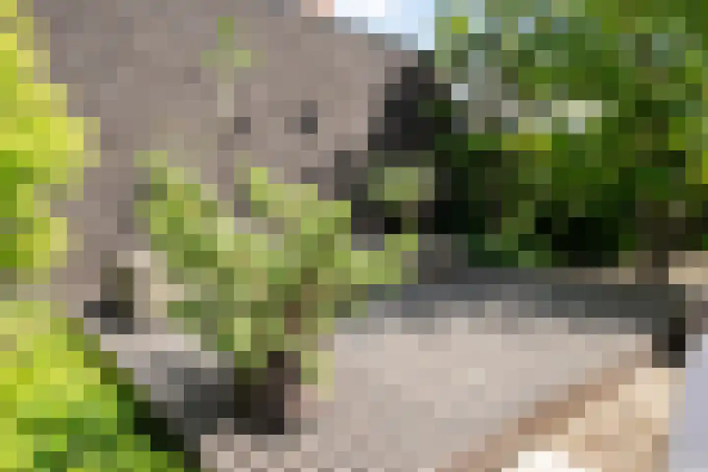 Penningkruid 5 Berghem thumbnail 26