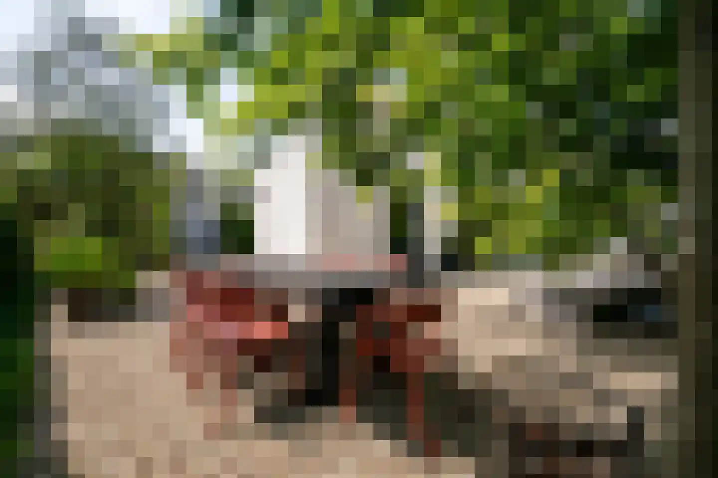 Penningkruid 5 Berghem thumbnail 27